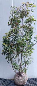 ソヨゴ 盆栽 植木 3m」の人気商品一覧 | 安い商品を通販サイトから探す 