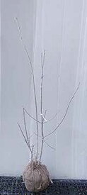 【現品】【アオダモ（2）】株立ち状　樹高約1.2m　根巻き苗 　あおだも　　2025-11-02