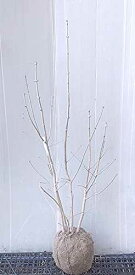 【現品】【アオダモ（5）】株立ち状　樹高約1.2m　根巻き苗 　あおだも　　2025-11-02
