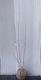 【現品】【アオダモ（7）】株立ち状　樹高約1.3m　根巻き苗 　あおだも　　2025-11-07