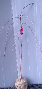 2026NJԗ\̊m肵؁y}iZ_CV_UNjz 1.55mO@c@񂾂ꂴ