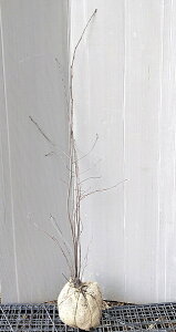 yW[x[z1.2mO @c@AJUCt{N@Wx[