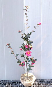 yRԁ@YiTUJ@JWEjz80cmO@c@񂩁@񂶂낤