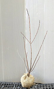 yW[x[z0.8mO c@3{@AJUCt{N@Wx[