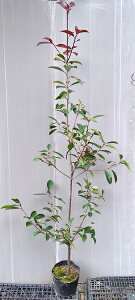 ybhrimgȂ߁jz1.5mO 6|bg@ԂVt@_EV{c[