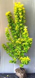 確りした木【黄金マサキ(オウゴンマサキ)】樹高1.5m前後 根巻き大苗 おうごんまさき