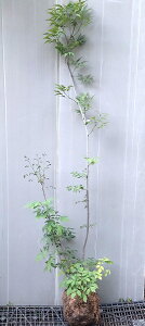 yizyAI_i4jz@1.6m@c @@@2025-05-4