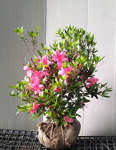 yTcLccW@uiIITJYLjz35cmO@c @