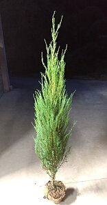 yXJCPbgzc@1.5mO@Rjt@[