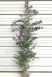 yl@AJoxjoigL}TNz150cmO@c@ԗtgԏՖ@΂ׂɂ΂ȂƂ܂񂳂@NrW@т@V{c[ACc[A