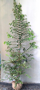 yԏՖiVoigL}TNjz1.5mO@c@tԏՖiAIoVoigL}TNj΂΂ȂƂ܂񂳂@V{c[ACc