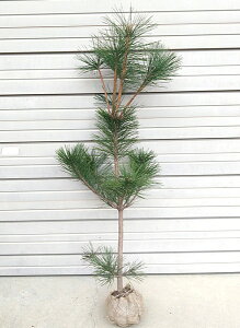 【黒松(クロマツ)】樹高1.5m前後 根巻き苗 くろまつ