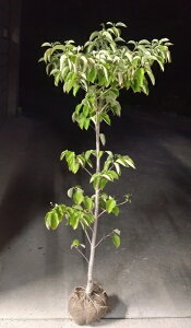 多数のツボミ付き【ハナミズキ(赤花)】樹高1.5m前後 接ぎ木根巻き苗 はなみずき