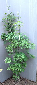 yizyAI_i7jz@1.6m@c @@@2025-05-4