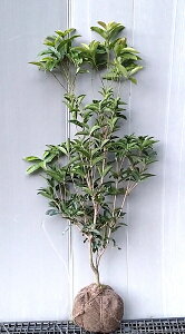 JԒylG炫iVLULNZCjz1.0mO@c@