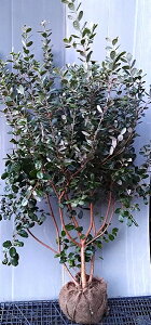 Ń{[LytFCWAz 1.5mO@c