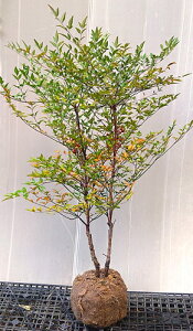 tcyԓVz2{@70cmO@ciAJie@ȂĂjԎV@AJ~ie