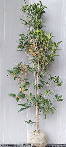 y؍ҁiLNZCjz1.5mO@c@