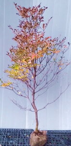 yhE_ccWz1.2mO@c@ǂ