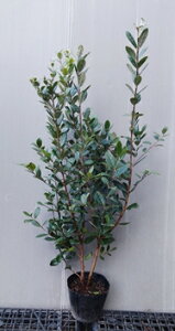 �y�t�F�C�W���A�z2�{���� ����1.0m�O��@5���|�b�g�@�ӂ������傠