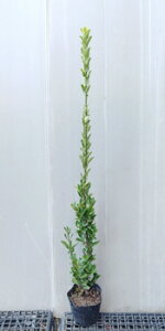 y}TLiIES}TLjz1.2mO@5|bg@c ܂