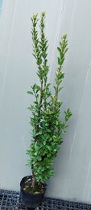 y}TLiIES}TLjz1.2mO@6|bg@c ܂