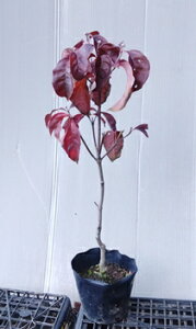 c{~tyni~YL(ԉԁjz60cmO@ 5|bgc@͂Ȃ݂