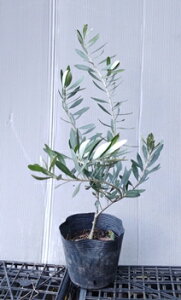 yI[uc؁@VvV[mz60cmO@5|bgc @`vbV[m