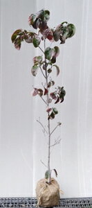 c{~tyni~YL@AbvubT(Fԁjz1.3mO ڂ؍c@͂Ȃ݂@sN