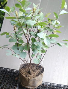 �y�t�H�b�T�M���i�V���o�i�}���T�N�j�z����0.6m�O�� �@7���|�b�g�c