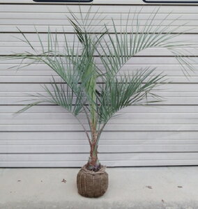 yRRXVz1.5mO@c @][gK[f@₵@₵̂@VmL@썑K[f