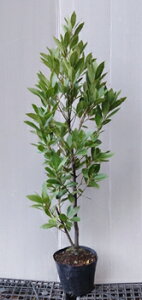 yjiQbPCWjz1.0mO@6|bg@LOƂėt̓n[uƂā@