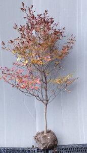 gtyhE_ccWz1.0mO@c@ǂ