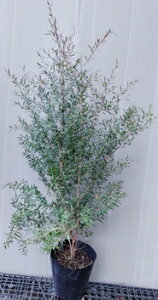 yJbp[O[@vgXy}z1.2mO@21cm|bgc@eB[c[