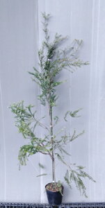 yEJ@ Zebhy[p[o[Nz1.4mO@15cm|bgc@eB[c[