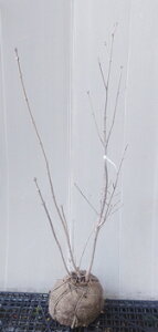 yizyAI_i1jz@1.0m@c @@@2025-11-01