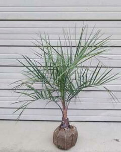 yRRXVz1.2mO@c @][gK[f@₵@₵̂@VmL@썑K[f