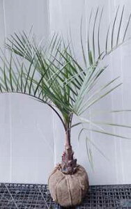 yRRXVz1.0mO@c @][gK[f@₵@₵̂@VmL@썑K[f