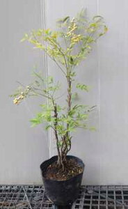 tcyViViejz50cmO @6|bgc@ȂĂ