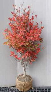 gtyhE_ccWz90cmO@c@ǂ