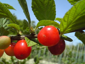 2026NJԁE\yXEz1.5mO@c @䂷炤