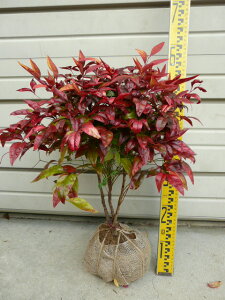 yViI^tNiejz40cmO@c@ӂȂĂ