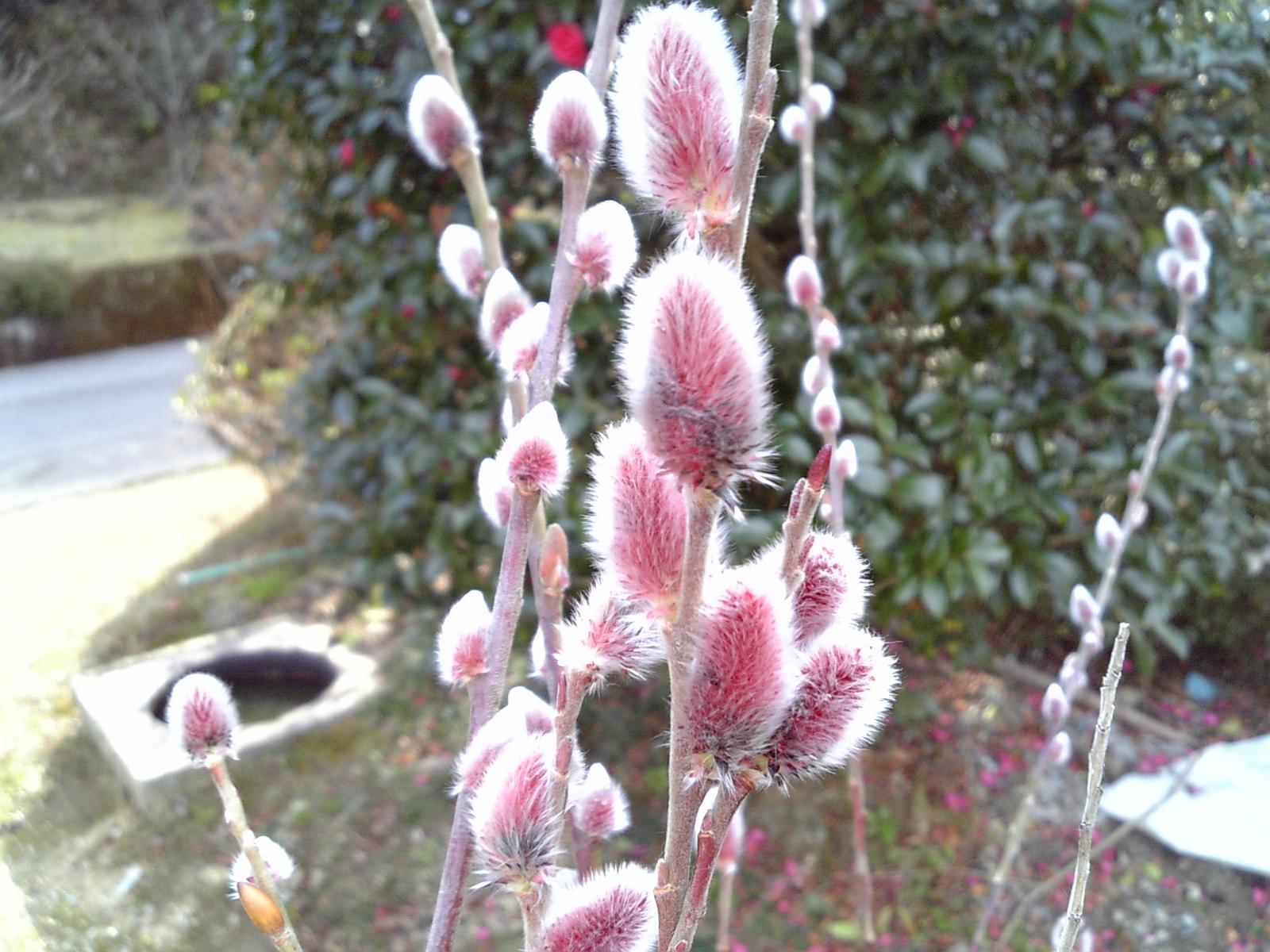 ふわふわのピンクの綿帽子で春の訪れを告げる花 開花末期 ピンク猫柳 ピンクネコヤナギ 根巻き苗 ぴんくねこやなぎ 最大74%OFFクーポン 樹高1.2ｍ前後-- 最安値挑戦