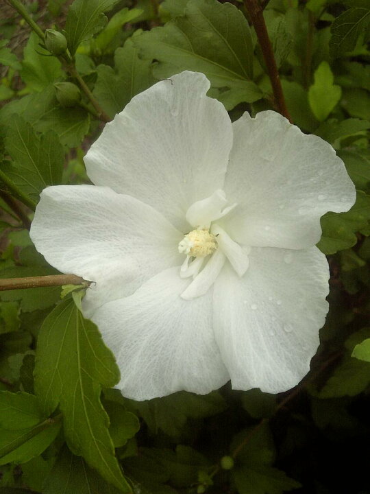 楽天市場 21年開花予定 シロバナムクゲ 樹高1 2ｍ前後 根巻き苗 夏の日差しがよく似合う花 しろばなむくげ 植木生産販売専門店 芝樹園