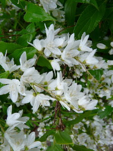 2026�N�J�ԗ\��y�P��؁i�q���E�c�M�j�E�m�n�i�z����60cm�O��@�������c�@�Ђ߂����@���̂͂�