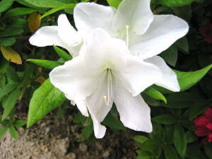 y˂iqhccWjԁz80cmO@c@Ђǂ