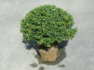 yʎdā@}cQ^}dāza40cmO@c@܂߂܂