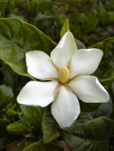 {[Lyd炫ȂN`iVz1.5mO@c@F̉ԂƎy߂@qiqgGUL~iN`iVjЂƂȂ@qgGULN`iV