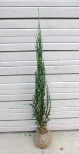 yXJCPbgz1.0mO c@Xy[XłARjt@[@낯