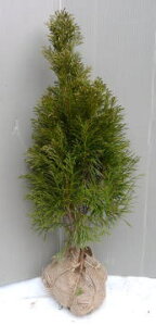 yGhAGhO[z70cmO@c@Rjt@[@߂ǂ肢